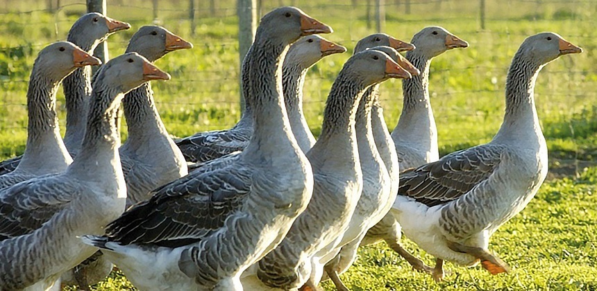 Virusul gripei aviare, descoperit într-o fermă din Ungaria aflată la mai puţin de 10 km de graniţa cu România