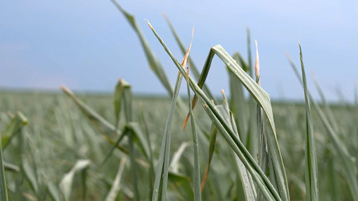 Asociaţia Cultivatorilor de Cereale şi Plante Tehnice (ACCPT) Vrancea a înaintat un memoriu către autorităţi privind necesitatea declarării judeţului zonă calamitată de secetă. Fermierii au pierderi în unele cazuri şi de peste 1.000 lei la hectar