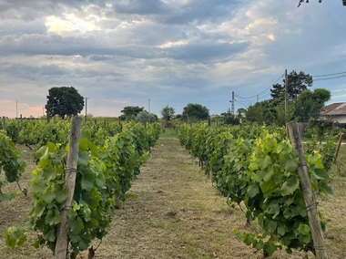 Euro Vial Residence, dezvoltatori pe piaţa imobiliară din Constanţa, achiziţionează domeniul Clos des Colombes din 23 August - Olimp într-o tranzacţie de 1,5 milioane de euro