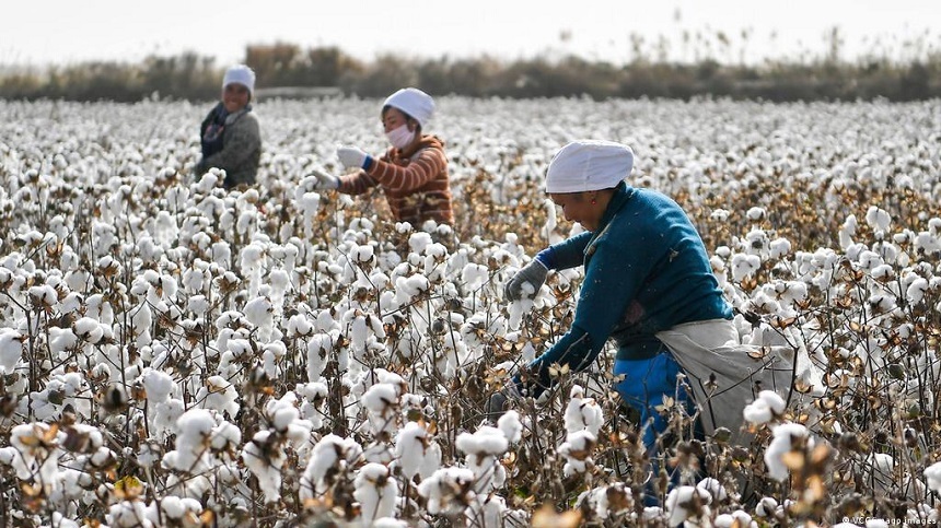 Regiunea chineză Xinjiang, care furnizează 20% din bumbacul mondial, este afectată de căldură excesivă, riscuri de inundaţii şi alunecări de teren