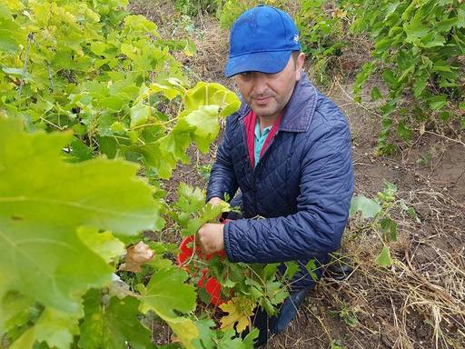 Executivul a prelungit termenul pentru înscrierea în Programul de susţinere a producţiei de struguri de masă pentru anul 2022