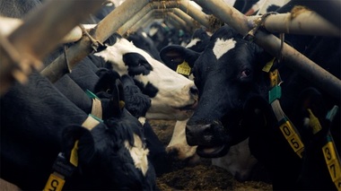 Agenţia de Plăţi şi Intervenţie pentru Agricultură anunţă că plăteşte ajutorul de stat în sectorul creşterii animalelor, suma autorizată la plată fiind de 1,33 milioane lei