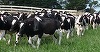 Agenţia de Plăţi şi Intervenţie pentru Agricultură primeşte cereri iniţiale anuale de solicitare a ajutorului de stat în sectorul creşterii animalelor 