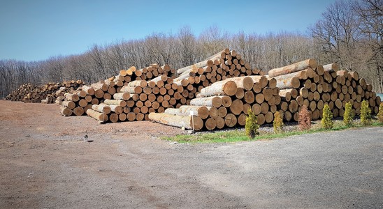 Romsilva: 90% din volumul de lemn pe picior oferit în cadrul licitaţiei principale a fost adjudecat de agenţii economici