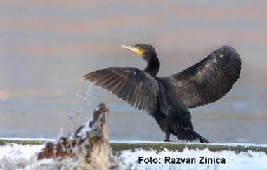 Administrator de fermă piscicolă: Cormoranii, cel puţin pentru producţia de ciprinide, sunt principala problemă. Este imposibil la numărul acesta de păsări să se facă piscicultură în producţia de crap