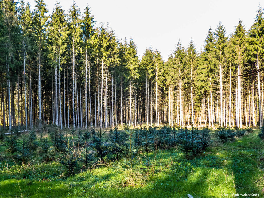 INS: Fondul forestier naţional al României a crescut la sfârşitul anului trecut la 6,61 milioane hectare