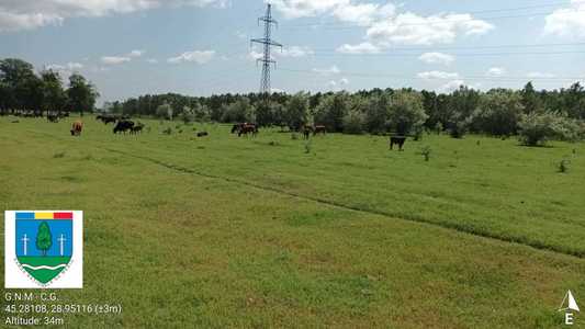 Amenzi pentru creşterea necontrolată a oilor şi vacilor în Delta Dunării