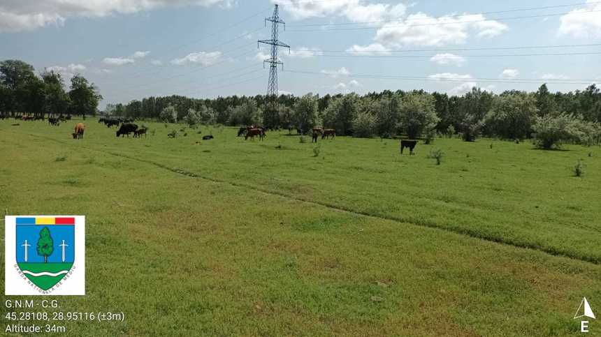 Amenzi pentru creşterea necontrolată a oilor şi vacilor în Delta Dunării