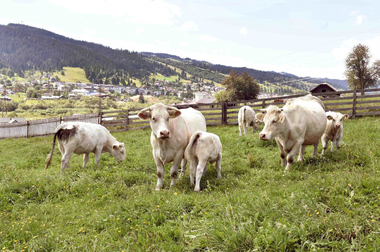 Guvernul a aprobat o nouă schemă de ajutor de stat în sectorul creşterii animalelor