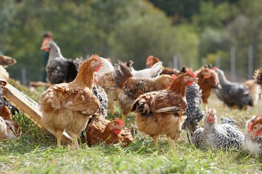 Producătorul de alimente Carmistin inaugurează prima fermă de pui de carne BIO din România în judeuţl Olt şi extinde gama portofoliului La Provincia