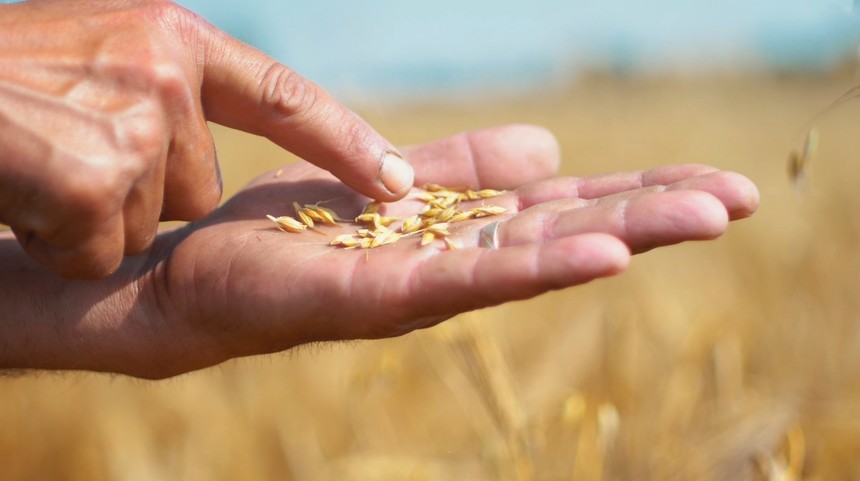 Cifra de afaceri a Norofert, producător de inputuri organice pentru agricultură, a scăzut în primele nouă luni cu 40%, la 32,4 milioane de lei, iar profitul net cu 85%, la 1,1 milioane de lei, pe fondul secetei şi al preţului mai mic al cerealelor româneşti