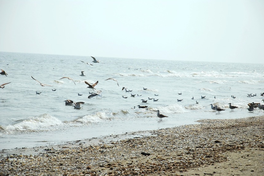 Guvernul a aprobat Planul de amenajare a spaţiului maritim / Domeniile vizate / Sunt stabilite cele trei categorii de zone în vederea conservării şi protejării biodiversităţii şi a valorificării resurselor Mării Negre

