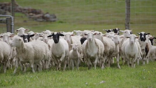 Australia are prea multe oi, iar unii fermieri au început le dea gratis