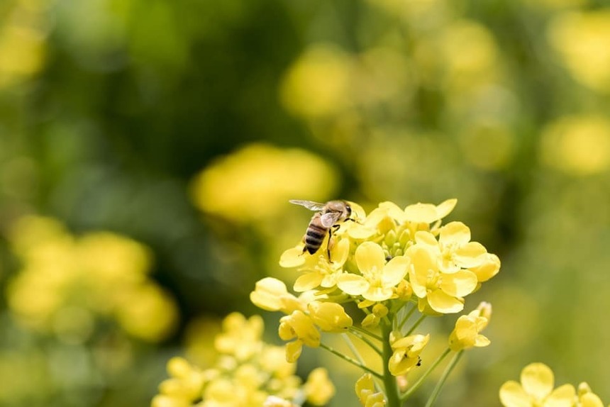 Presa de la Chişinău: Producătorii români suspectează că rapiţa ucraineană este reexportată în România prin intermediul Republicii Moldova. Un expert contrazice aceste suspiciuni