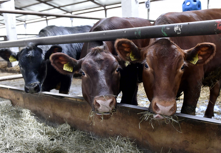 Executivul a aprobat o schemă de ajutor de stat pentru susţinerea activităţii crescătorilor din sectorul bovinelor de carne şi al bubalinelor / Valoarea estimată e de peste 79 milioane lei