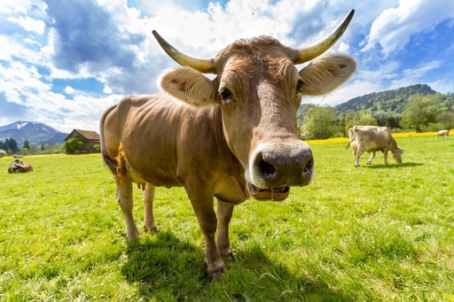 Ministerul Agriculturii propune aprobarea unor plafoane de 670,2 milioane lei alocate ajutoarelor naţionale tranzitorii în sectorul zootehnic