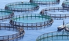 Executivul a stabilit, prin hotărâre, cadrul general de implementare a operaţiunilor cofinanţate din Fondul European pentru Afaceri Maritime, Pescuit şi Acvacultură prin PAP 2021-2027