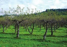 Agenţia pentru Finanţarea Investiţiilor Rurale a publicat în dezbatere Ghidul solicitantului pentru înfiinţarea grupurilor de producători în sectorul agricol sau pomicol