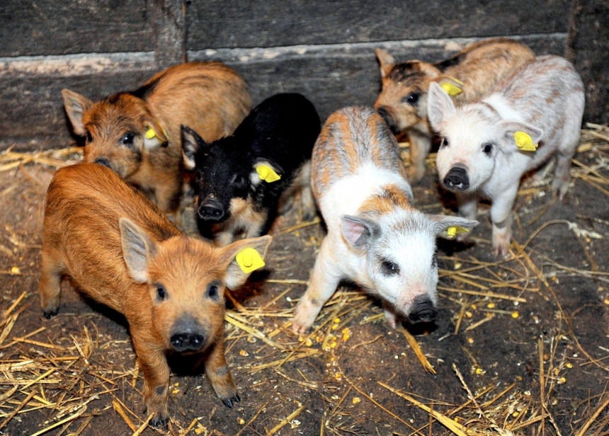 Guvernul a aprobat programul de susţinere a crescătorilor de porci de reproducţie din rasele Bazna şi Mangaliţa pentru anul 2024