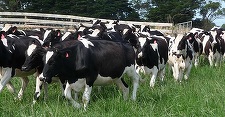 Legea care introduce o schemă de ajutor de stat temporar activităţii crescătorilor din sectorul bovinelor de carne şi al bivoliţelor din perioada 1 octombrie 2022 - 31 martie 2023, promulgată