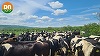 Profitul net al DN Agrar Group, fermă zootehnică integrată, a scăzut cu 5% în primul trimestru, la 8 milioane de lei, iar veniturile din producţia vândută s-au diminuat cu 9%, la 40 de milioane lei