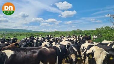 Profitul net al DN Agrar Group, fermă zootehnică integrată, a scăzut cu 5% în primul trimestru, la 8 milioane de lei, iar veniturile din producţia vândută s-au diminuat cu 9%, la 40 de milioane lei