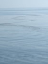 Posibilă poluare cu hidrocarburi, semnalată de un biolog la Constanţa / Autoritatea Navală transmite că este vorba despre posibile reziduri de cereale - FOTO