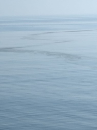 Posibilă poluare cu hidrocarburi, semnalată de un biolog la Constanţa / Autoritatea Navală transmite că este vorba despre posibile reziduri de cereale - FOTO