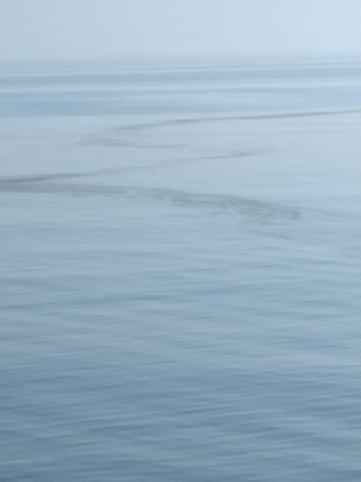 Posibilă poluare cu hidrocarburi, semnalată de un biolog la Constanţa / Autoritatea Navală transmite că este vorba despre posibile reziduri de cereale - FOTO