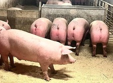O posibilă acţiune a Chinei împotriva cărnii de porc din UE ar putea fi o sabie cu două tăişuri pentru Brazilia
