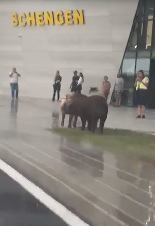 Mai mulţi porci, filmaţi în faţa noului Terminal Schengen al Aeroportului din Timişoara / ”Ce sa facem, uite, prim-miniştrii nostri la Aeroport”, afirmă cel care înregistrează – FOTO / VIDEO