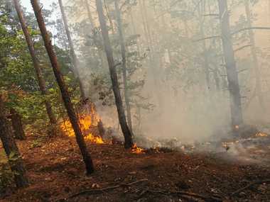 Romsilva anunţă că incendiul din judeţul Mehedinţi se manifestă într-o pădure valoroasă de pin din zona de protecţie a Parcului Natural Porţile de Fier / Sunt afectate peste 120 de hectare / Accesul, dificil, terenul având pante între 25 şi 40 de grade