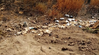 Tulcea: Zeci de cadavre de oi abandonate pe un teren din Babadag / Control al autorităţilor / Dosar penal