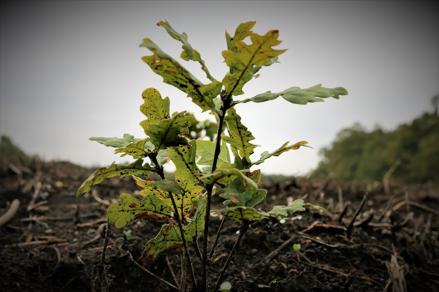 Romsilva va planta aproximativ 3 milioane de puieţi forestieri în campania de împăduriri de toamnă / Unde se vor concentra şantierele de împăduriri 