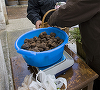 Agenţia pentru Protecţia Mediului atrage atenţia că trufele româneşti ar putea dispărea, din cauza braconierilor. Pe platformele de vânzări 1 kg de trufe se vinde cu 100-200 de lei, în condiţiile în care în magazinele de delicatese ajunge la mii de lei