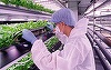 Singapore revoluţionează agricultura cu ferme verticale care asigură securitatea alimentară fără teren agricol