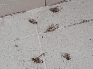 ANPC anunţă peste 7.600 de controale, în perioada 7 februarie – 10 martie / S-au dat amenzi în valoare de peste 41 de milioane de lei, ”reflectând severitatea abaterilor descoperite”