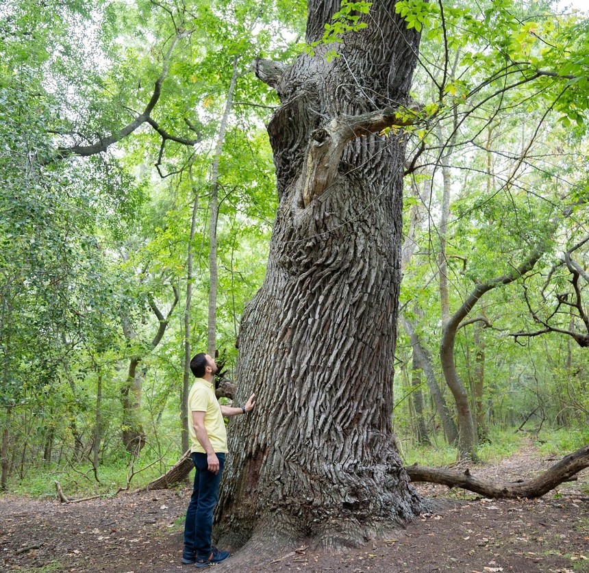 Fechet, de Ziua Pădurilor: Cele aproape 8.000 hectare noi de pădure ne vor ajuta să luptăm cu efectele schimbărilor de climă şi să împiedicăm deşertificarea / Ministrul cere urmărilorilor să-i trimită fotografii cu plimările lor pe cărările pădurilor

