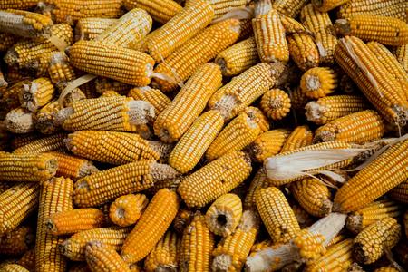 INS: România s-a situat în anul 2024 pe primul loc în UE la suprafaţa cultivată cu floarea soarelui şi cu porumb boabe şi pe locul trei în funcţie de producţia realizată 