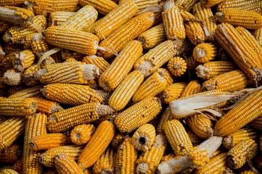 INS: România s-a situat în anul 2024 pe primul loc în UE la suprafaţa cultivată cu floarea soarelui şi cu porumb boabe şi pe locul trei în funcţie de producţia realizată 