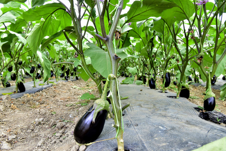 Guvernul a aprobat o schemă de ajutor de minimis pentru legumicultori pentru perioada 2025-2027, de susţinere a producţiei de legume în sere, care prevede alocarea a 342,4 milioane lei în acest an