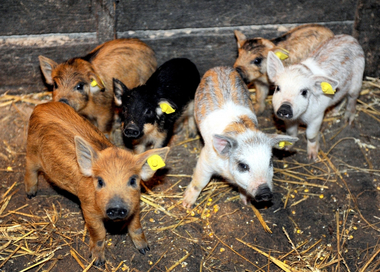 Crescătorii de porci din rasele Bazna şi Mangaliţa primesc un sprijin de 1,5 milioane de lei, a decis Guvernul