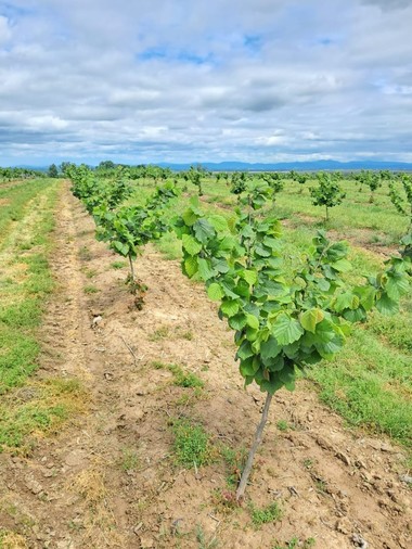 Un antreprenor din Transilvania a obţinut două finanţări europene de 4,6 milioane euro pentru modernizarea şi digitalizarea uneia dintre cele mai mari plantaţii de aluni din România