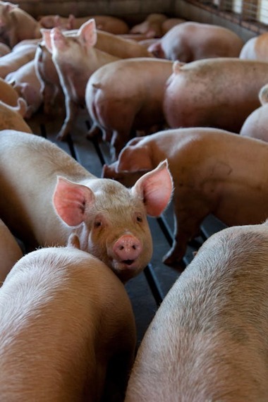 INS: Efectivele de porcine au scăzut cu 3,2%, la 1 mai 2025, faţă de anul trecut, la 2,92 milioane capete