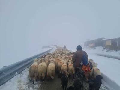 Drumarii au acţionat pe Transalpina pentru a face culoar de trecere pentru crescătorii de animale blocaţi pe munte / Intervenţia, autorizată în urma unei hotărâri a CJSU Gorj - VIDEO 