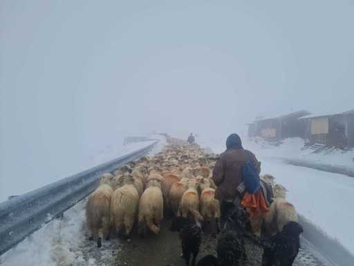 Drumarii au acţionat pe Transalpina pentru a face culoar de trecere pentru crescătorii de animale blocaţi pe munte / Intervenţia, autorizată în urma unei hotărâri a CJSU Gorj - VIDEO 