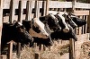 Ministerul Agriculturii: România a realizat vânzări de aproape jumătate de miliard de euro din exportul de animale vii, în primele zece luni ale anului