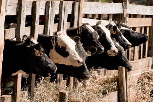 Ministerul Agriculturii: România a realizat vânzări de aproape jumătate de miliard de euro din exportul de animale vii, în primele zece luni ale anului
