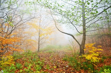 EY: Doar 13% dintre companii publică rapoarte dedicate naturii. Lipsa raportărilor detaliate despre impactul companiilor asupra naturii poate încetini acţiunile globale de protejare a ecosistemelor lumii 