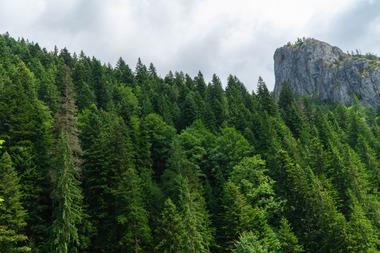 Ministerul Mediului anunţă că deschide procesul de selecţie pentru ocuparea a patru posturi în Consiliul de Administraţie al Romsilva şi al Administraţiei Naţionale de Meteorologie